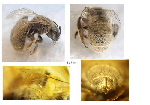 Réf. 346 568 : Seladonia pollinosa